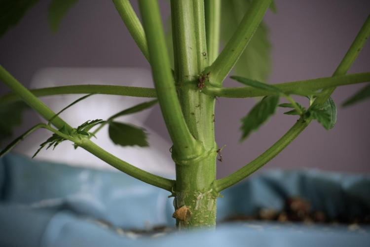 Cosmic Noodles a Zamnesia Dish. Week 5 - 12/12 from seed