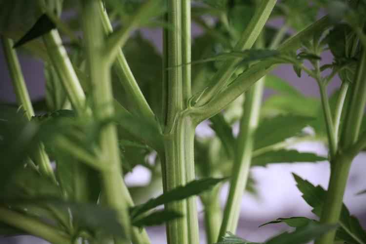 Cosmic Noodles a Zamnesia Dish. Week 5 - 12/12 from seed