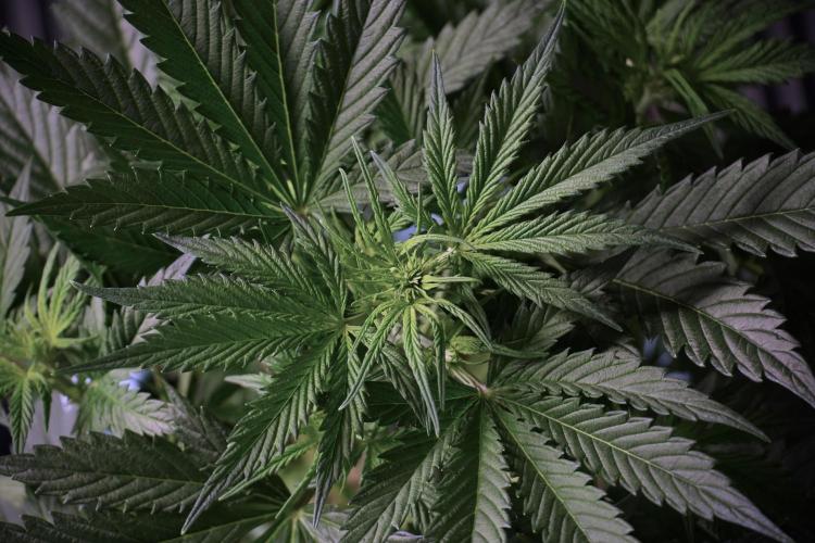 Cosmic Noodles a Zamnesia Dish. Week 5 - 12/12 from seed