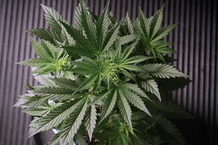 Cosmic Noodles a Zamnesia Dish. Week 5 - 12/12 from seed