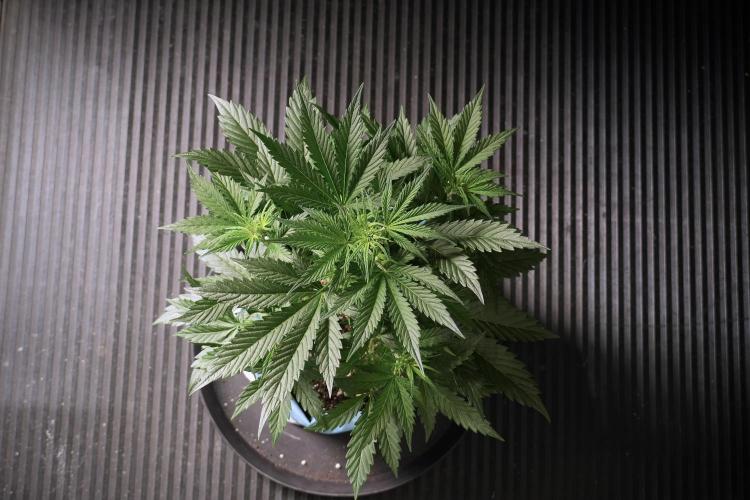 Cosmic Noodles a Zamnesia Dish. Week 5 - 12/12 from seed