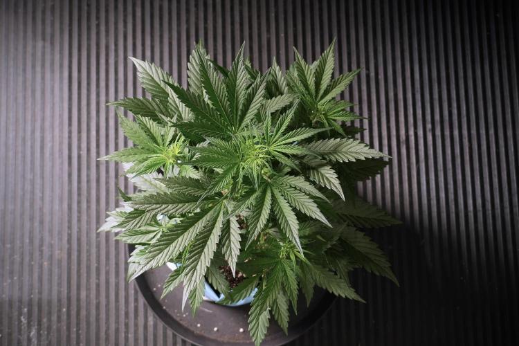 Cosmic Noodles a Zamnesia Dish. Week 5 - 12/12 from seed