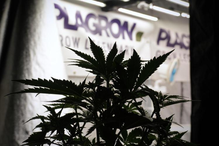 Cosmic Noodles a Zamnesia Dish. Week 5 - 12/12 from seed