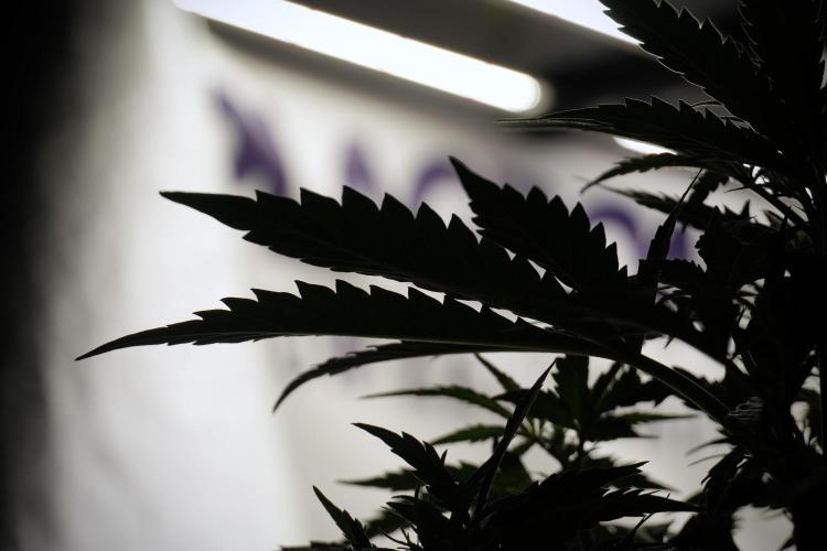 Cosmic Noodles a Zamnesia Dish. Week 5 - 12/12 from seed