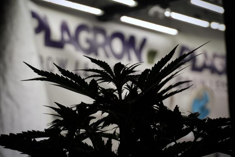 Cosmic Noodles a Zamnesia Dish. Week 5 - 12/12 from seed