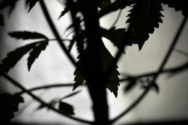 Cosmic Noodles a Zamnesia Dish. Week 5 - 12/12 from seed