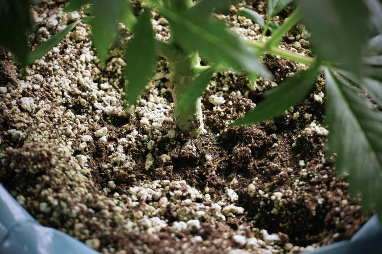 Cosmic Noodles a Zamnesia Dish. Week 5 - 12/12 from seed