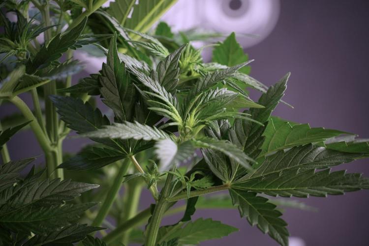 Cosmic Noodles a Zamnesia Dish. Week 5 - 12/12 from seed