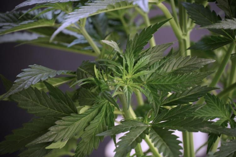 Cosmic Noodles a Zamnesia Dish. Week 5 - 12/12 from seed