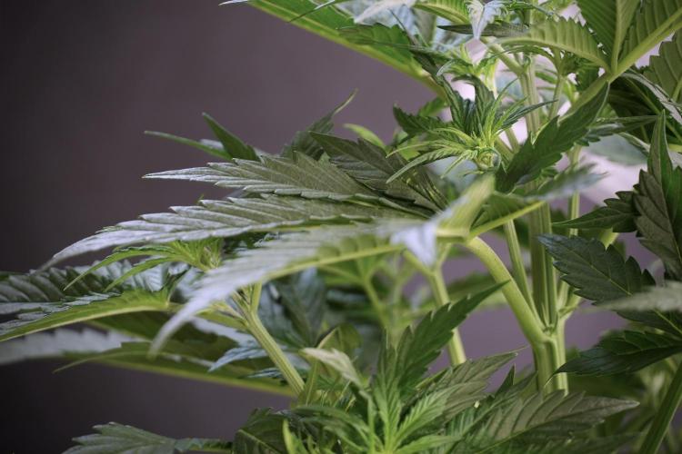 Cosmic Noodles a Zamnesia Dish. Week 5 - 12/12 from seed