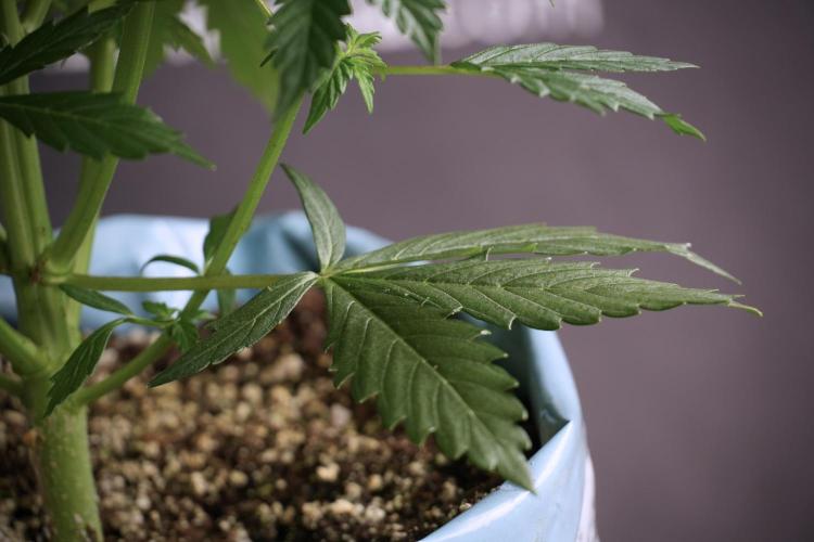 Cosmic Noodles a Zamnesia Dish. Week 5 - 12/12 from seed