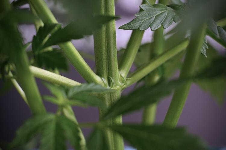 Cosmic Noodles a Zamnesia Dish. Week 5 - 12/12 from seed