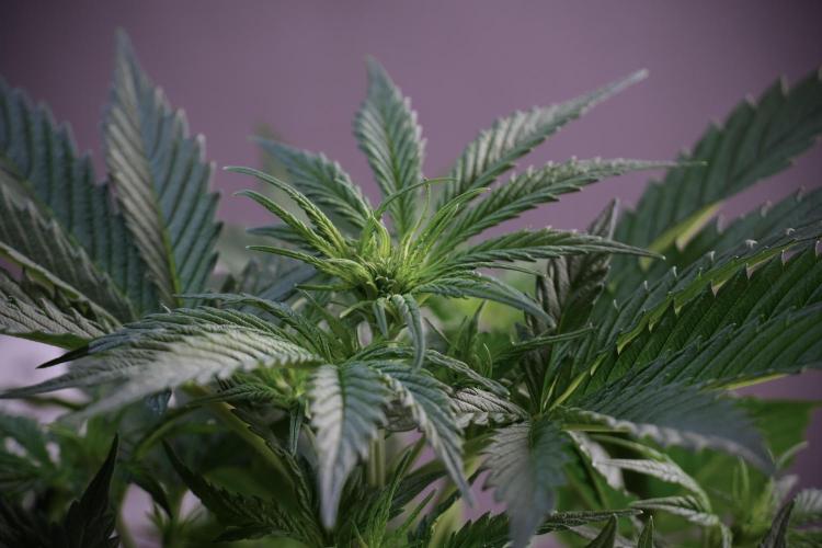 Cosmic Noodles a Zamnesia Dish. Week 5 - 12/12 from seed