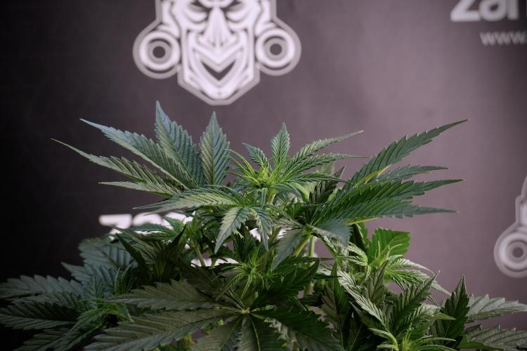 Cosmic Noodles a Zamnesia Dish. Week 5 - 12/12 from seed