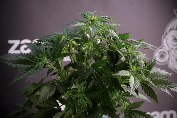 Cosmic Noodles a Zamnesia Dish. Week 5 - 12/12 from seed