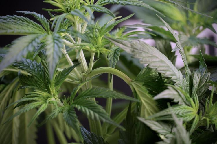 Cosmic Noodles a Zamnesia Dish. Week 5 - 12/12 from seed