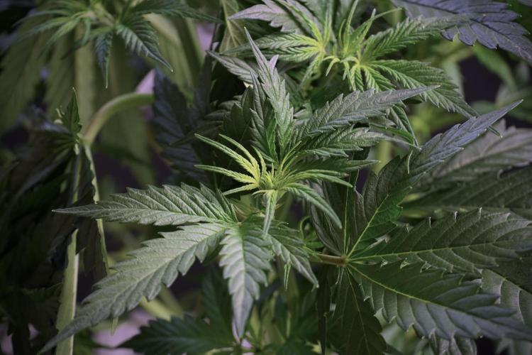 Cosmic Noodles a Zamnesia Dish. Week 5 - 12/12 from seed