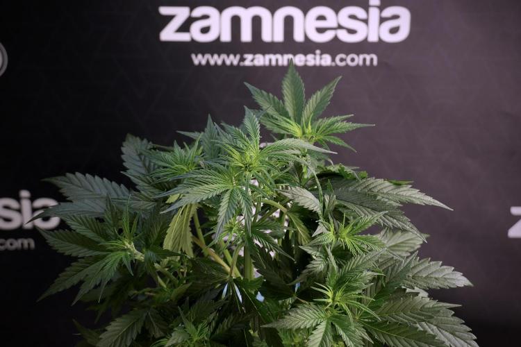 Cosmic Noodles a Zamnesia Dish. Week 5 - 12/12 from seed