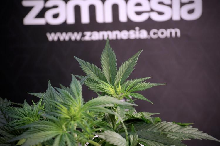 Cosmic Noodles a Zamnesia Dish. Week 5 - Cosmic noodles 