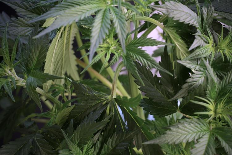 Cosmic Noodles a Zamnesia Dish. Week 5 - Cosmic noodles 