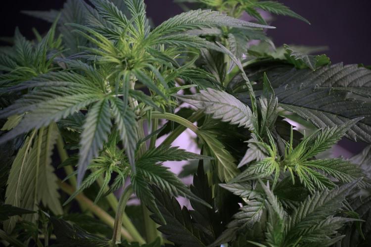 Cosmic Noodles a Zamnesia Dish. Week 5 - Cosmic noodles 