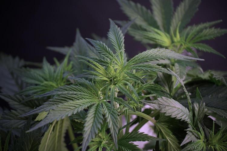 Cosmic Noodles a Zamnesia Dish. Week 5 - Cosmic noodles 