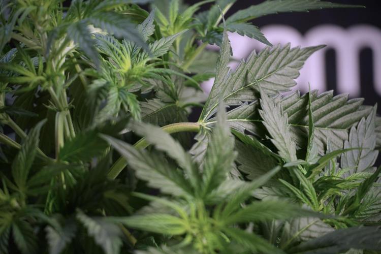 Cosmic Noodles a Zamnesia Dish. Week 5 - Cosmic noodles 