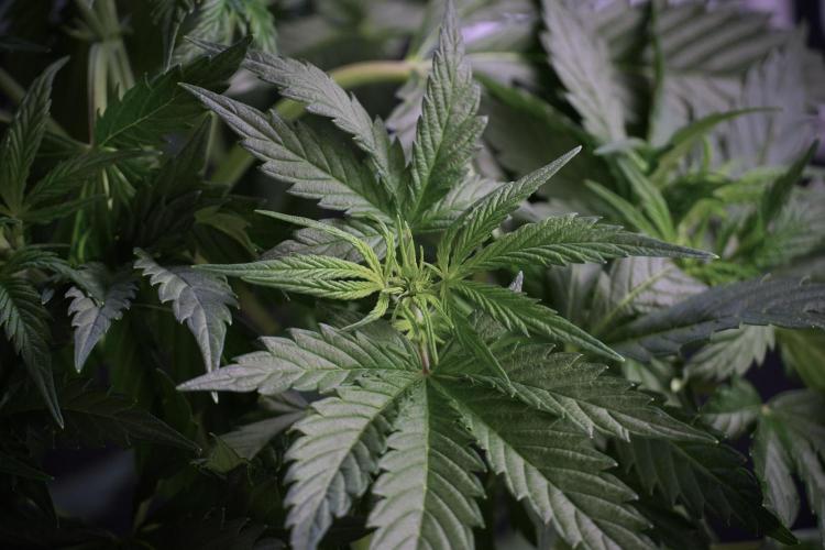 Cosmic Noodles a Zamnesia Dish. Week 5 - Cosmic noodles 