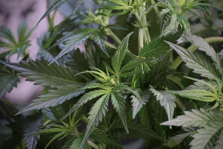 Cosmic Noodles a Zamnesia Dish. Week 5 - Cosmic noodles 