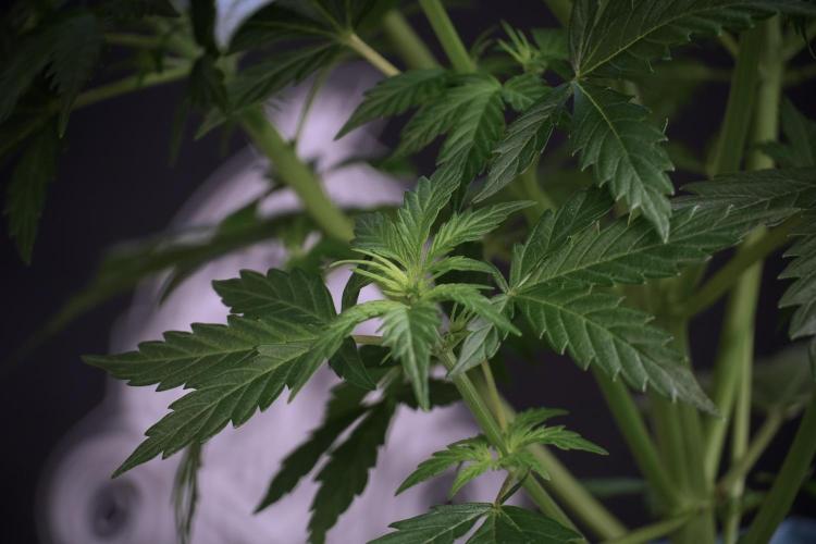 Cosmic Noodles a Zamnesia Dish. Week 5 - Cosmic noodles 