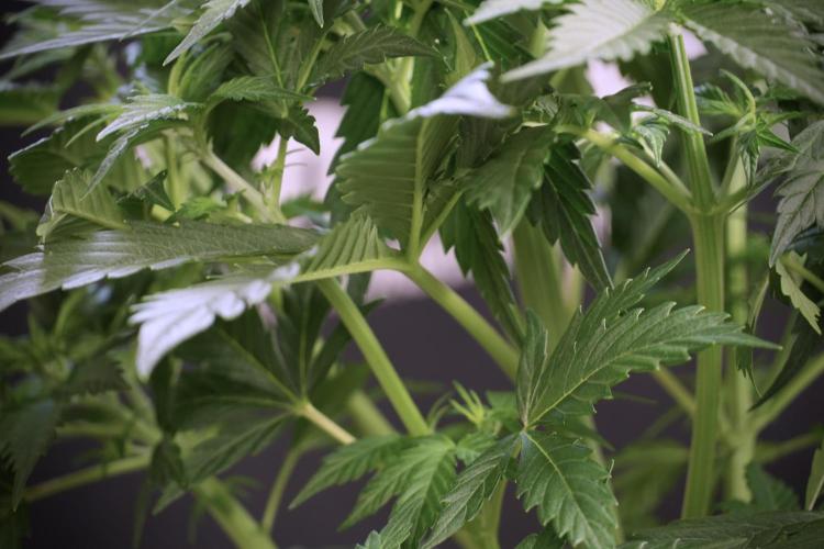 Cosmic Noodles a Zamnesia Dish. Week 5 - Cosmic noodles 