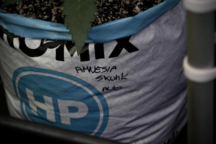 Amnesia Skunk The Zamnesia Way. Week 5 - 12/12 from seed 