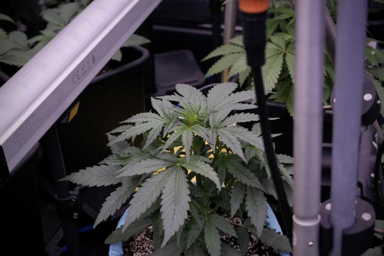 Amnesia Skunk The Zamnesia Way. Week 5 - 12/12 from seed 