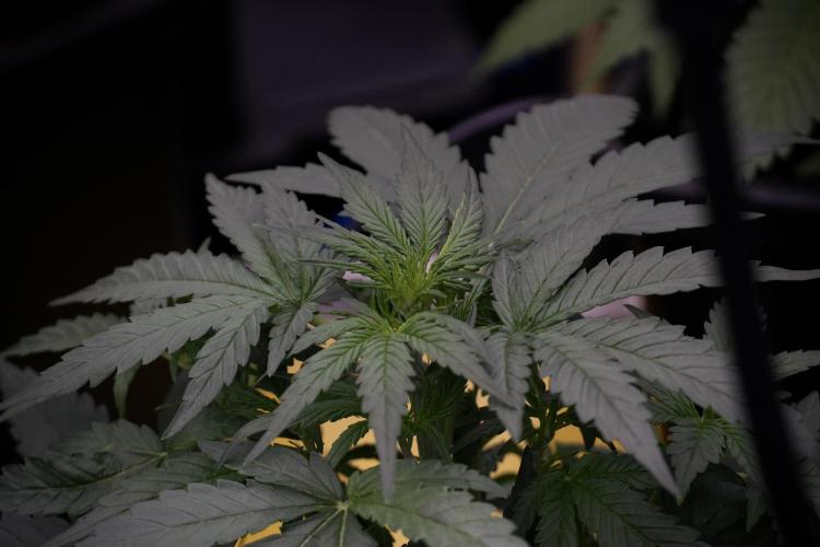 Amnesia Skunk The Zamnesia Way. Week 5 - 12/12 from seed 