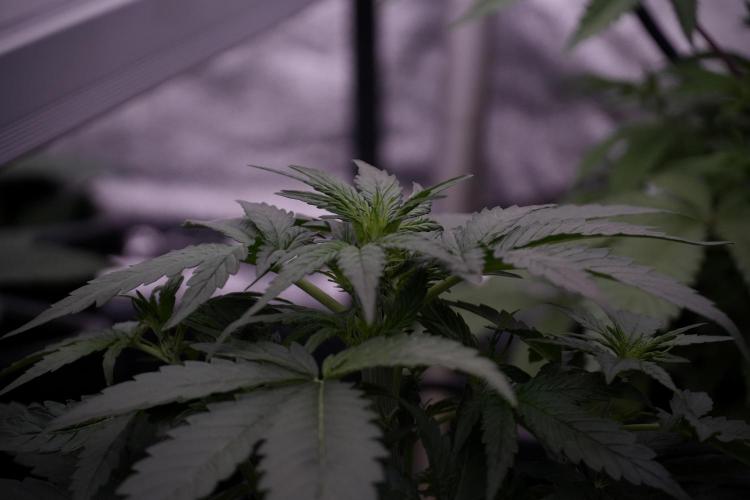 Amnesia Skunk The Zamnesia Way. Week 5 - 12/12 from seed 