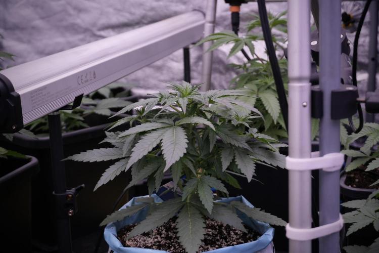 Amnesia Skunk The Zamnesia Way. Week 5 - 12/12 from seed 