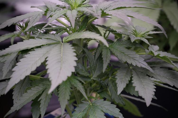 Amnesia Skunk The Zamnesia Way. Week 5 - 12/12 from seed 