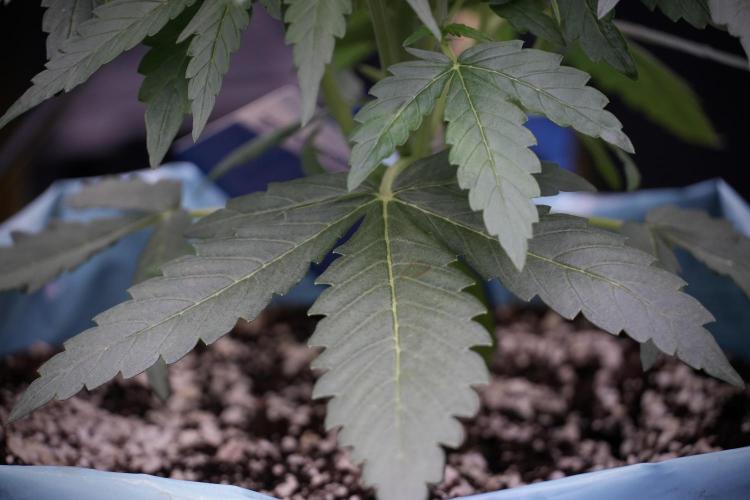 Amnesia Skunk The Zamnesia Way. Week 5 - 12/12 from seed 