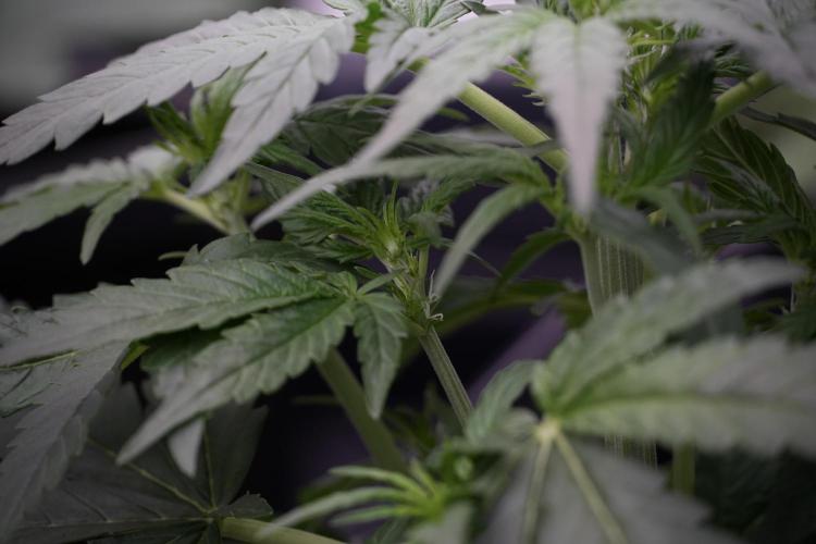 Amnesia Skunk The Zamnesia Way. Week 5 - 12/12 from seed 