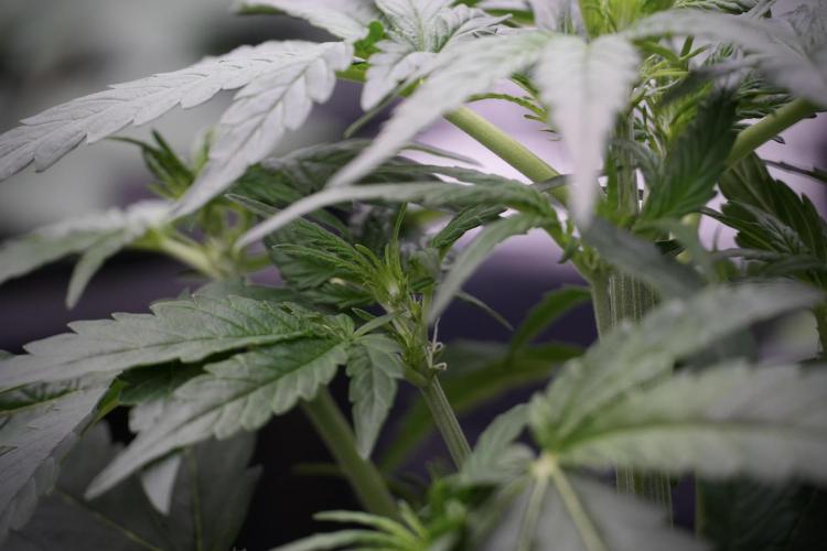 Amnesia Skunk The Zamnesia Way. Week 5 - 12/12 from seed 