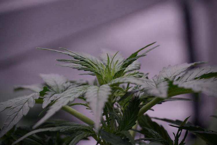 Amnesia Skunk The Zamnesia Way. Week 5 - 12/12 from seed 