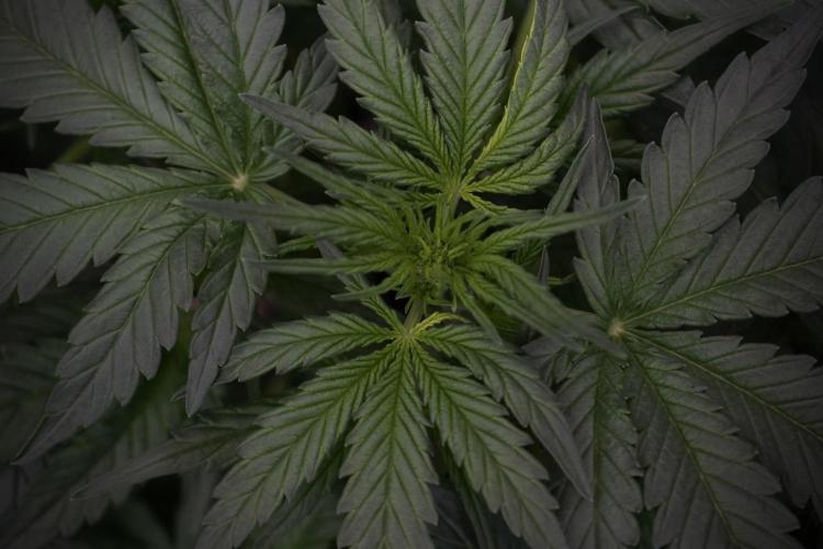 Amnesia Skunk The Zamnesia Way. Week 5 - 12/12 from seed 