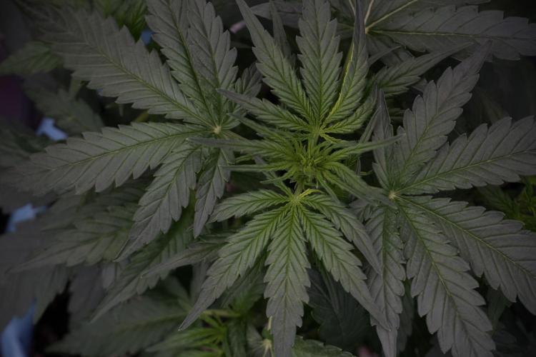 Amnesia Skunk The Zamnesia Way. Week 5 - 12/12 from seed 