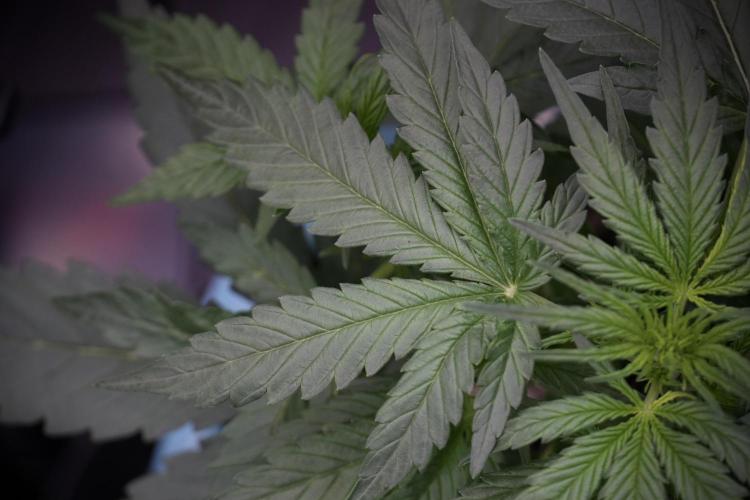 Amnesia Skunk The Zamnesia Way. Week 5 - 12/12 from seed 