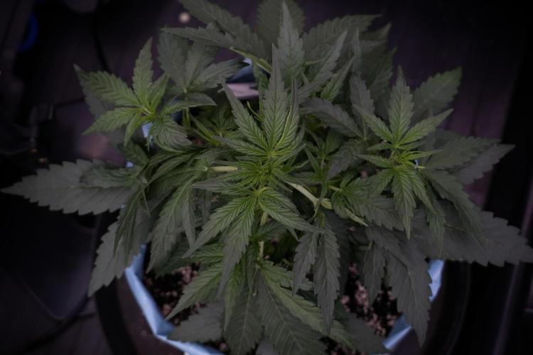 Amnesia Skunk The Zamnesia Way. Week 5 - LST trainings 