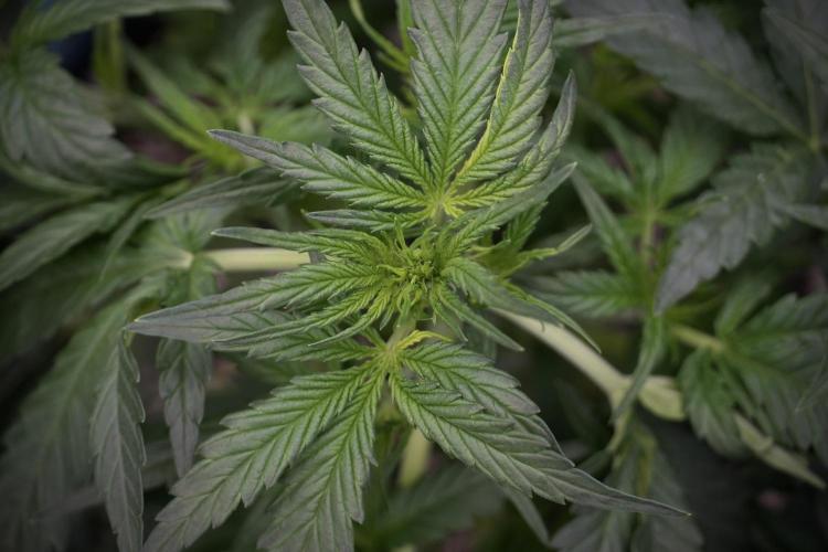 Amnesia Skunk The Zamnesia Way. Week 5 - LST trainings 