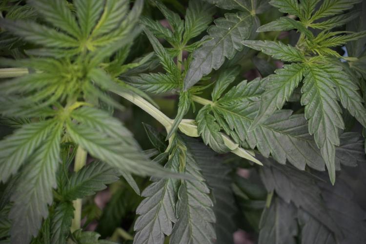 Amnesia Skunk The Zamnesia Way. Week 5 - LST trainings 