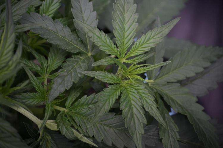 Amnesia Skunk The Zamnesia Way. Week 5 - LST trainings 