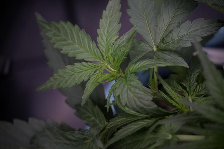 Amnesia Skunk The Zamnesia Way. Week 5 - LST trainings 