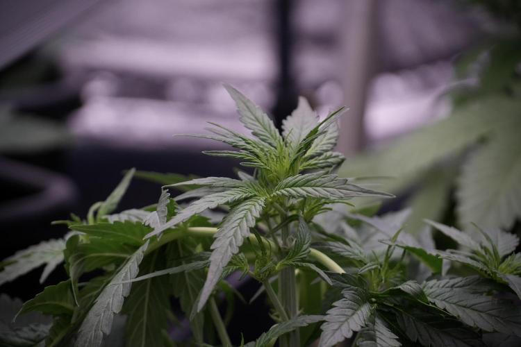 Amnesia Skunk The Zamnesia Way. Week 5 - LST trainings 